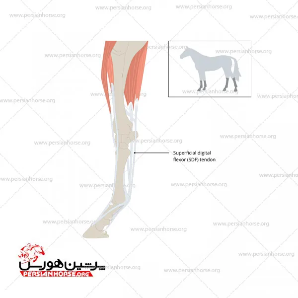 آناتومی تاندون اسب