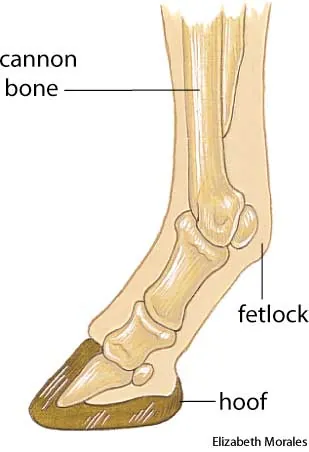 A5hoof