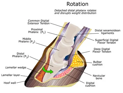 newsletter5-laminitis3