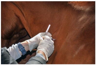واکسیناسیون اسب