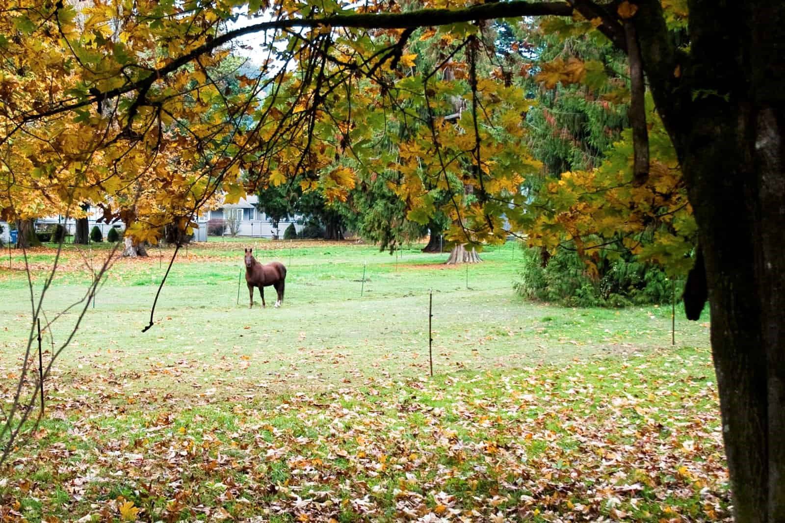 خوردن برگ‌های پاییزی توسط اسب