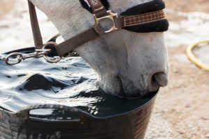 نکاتی برای افزایش نوشیدن آب توسط اسب
