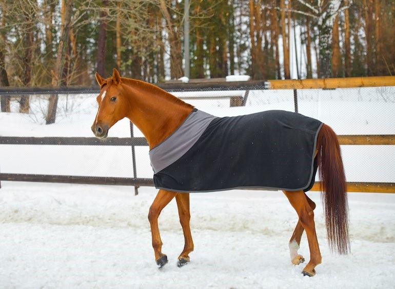 اسب‌های دارای پوشش در زمستان مشکلات کمتری برای تامین گرمای مورد نیاز خود دارند.