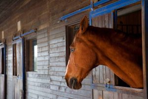 چه عواملی باعث ایجاد استرس در اسب‌ها می‌شود؟