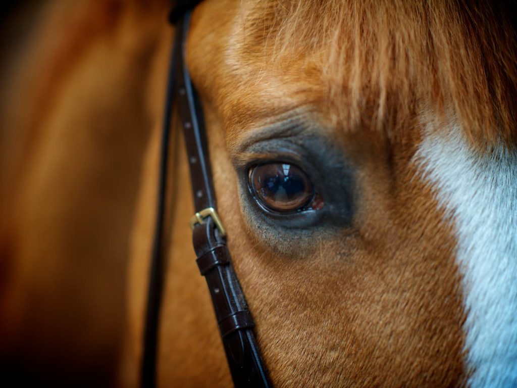بررسی آناتومی چشم اسب