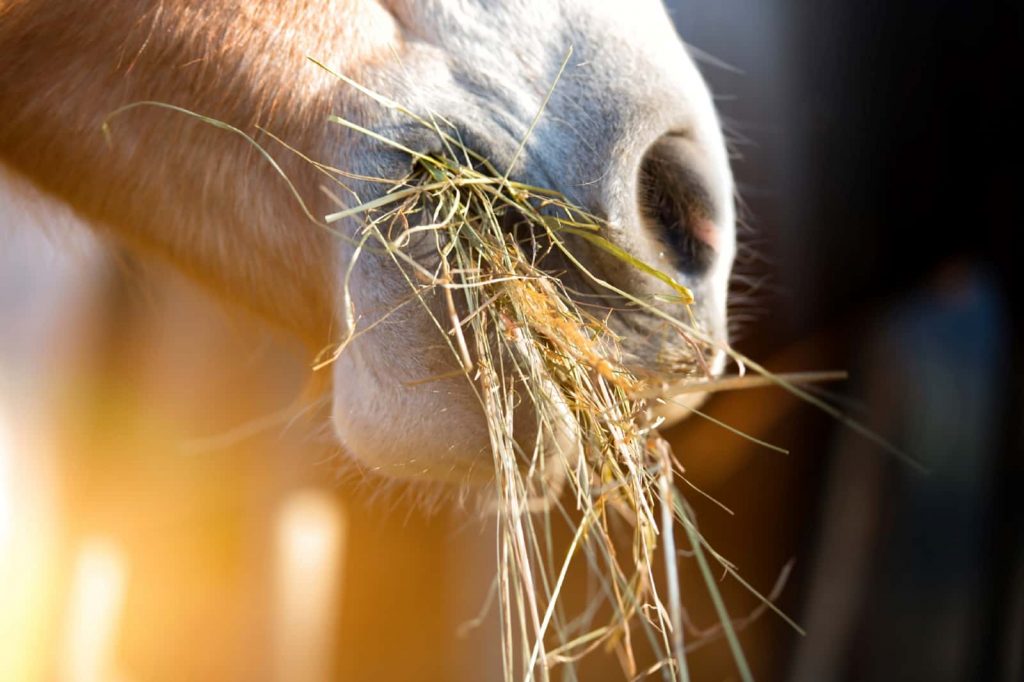 علوفه و یونجه کم غبار و تمیز مناسب برای اسب های تنگ نفس
