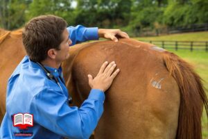 درمان کمر درد اسب