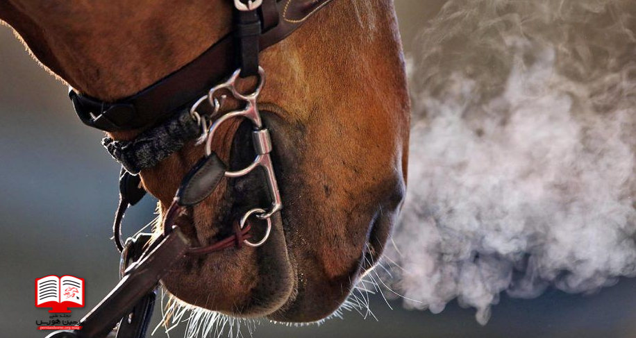 درمان سرماخوردگی اسبها