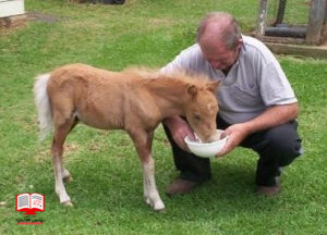 شیر جایگزین کره اسب