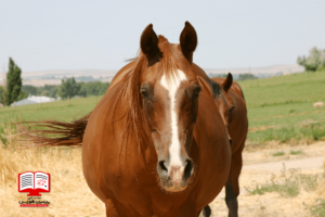 کاهش وزن اسب