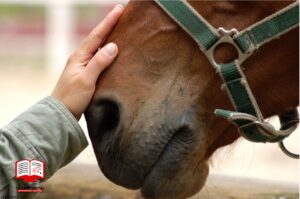 بیماری های تنفسی اسب