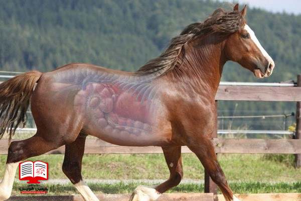 انگل های گوارشی اسب