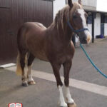 کنترل کردن وزن و دیگر روش های پیشگیری و درمان لنگش اسب