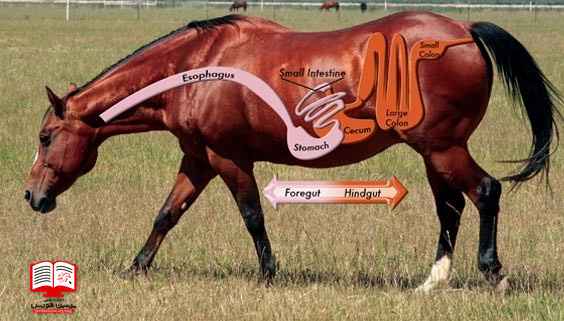 دستگاه گوارشی اسب چگونه کار می‌کند؟