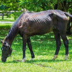 عامل تعیین کننده احتمال بقای اسب‌‌هایی که دچار گرسنگی شدید
