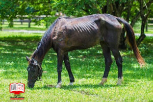 اسب هایی که از گرسنگی شدید رنج می برند