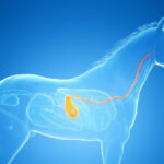 تشخیص و مدیریت مشکلات دستگاه گوارشی اسب