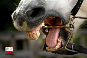 مشکلات دندانی اسب