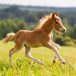 ویتامین ها و مواد معدنی مورد نیاز اسب ها