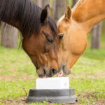 نیازهای تغذیه ای اسب در ماه های آخر آبستنی
