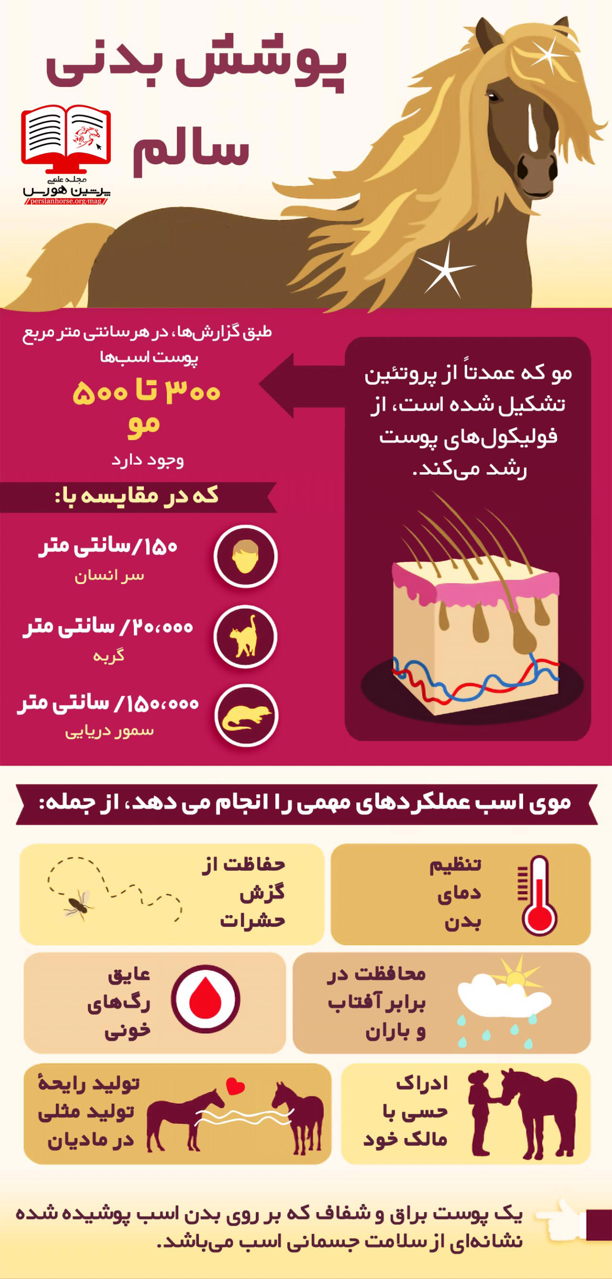 پوشش بدنی اسب سالم